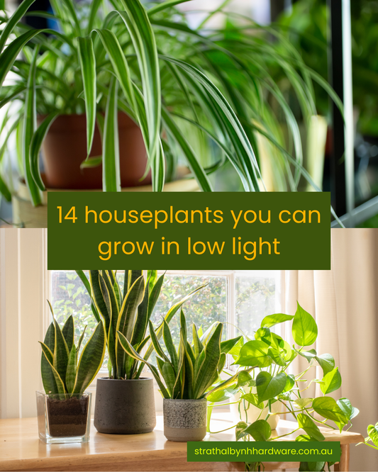 14 houseplants you can grow in low light
