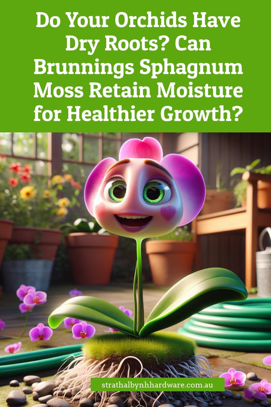 Do Your Orchids Have Dry Roots? Can Brunnings Sphagnum Moss Retain Moisture for Healthier Growth?