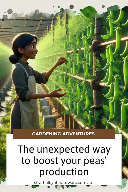 The unexpected way to boost your peas’ production