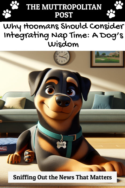 Why Hoomans Should Consider Integrating Nap Time: A Dog’s Wisdom