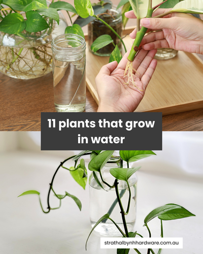 11 plants that grow in water