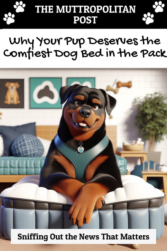 Why Your Pup Deserves the Comfiest Dog Bed in the Pack