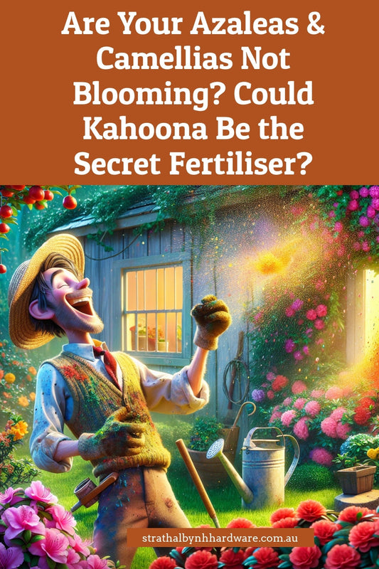 Are Your Azaleas & Camellias Not Blooming? Could Kahoona Be the Secret Fertiliser?