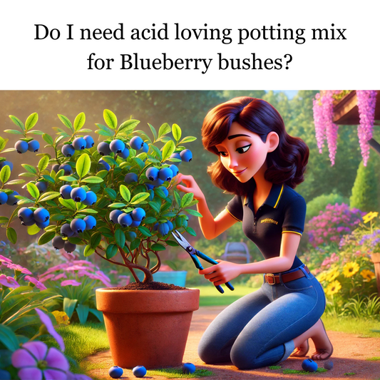 Do I need acid loving potting mix for Blueberry bushes?