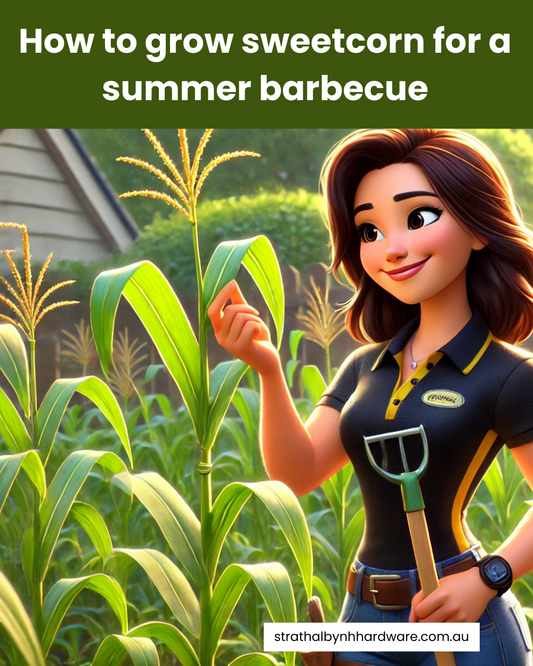How to grow sweetcorn for a summer barbecue
