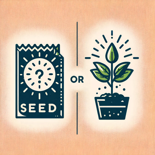 Seeds versus seedlings. What should I grow?