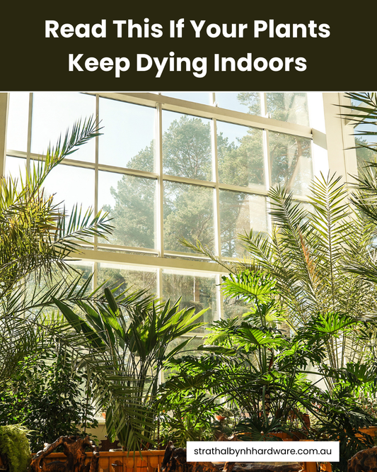 Read This If Your Plants Keep Dying Indoors