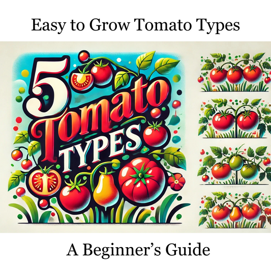 5 Easy to grow tomato varieties for beginners