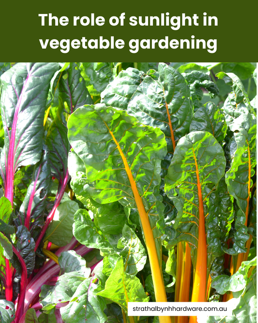 The role of sunlight in vegetable gardening