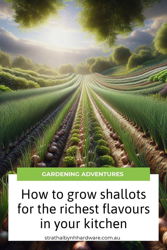 How to grow shallots for the richest flavours in your kitchen