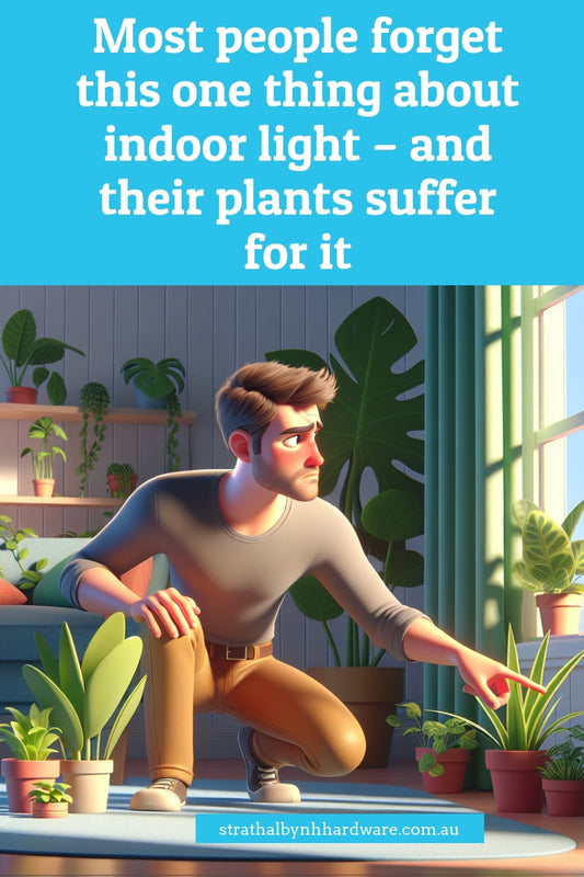 Most people forget this one thing about indoor light – and their plants suffer for it