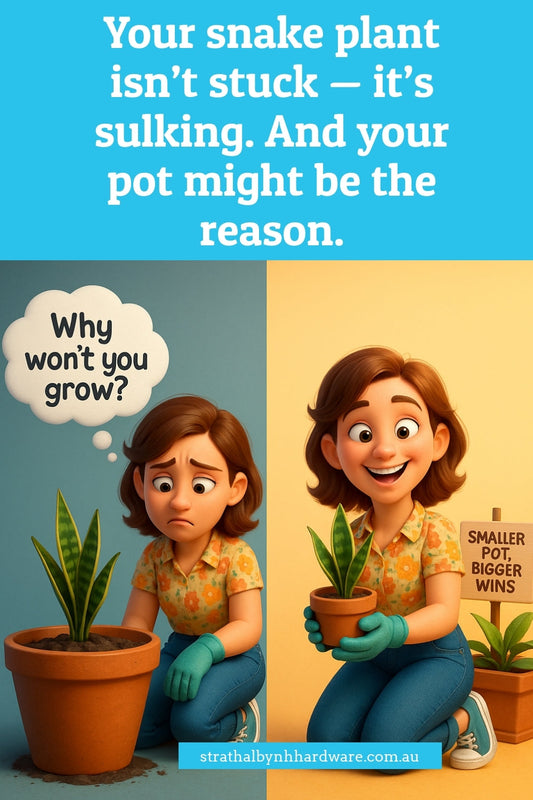 The surprising reason your snake plant isn’t growing – and how to fix it