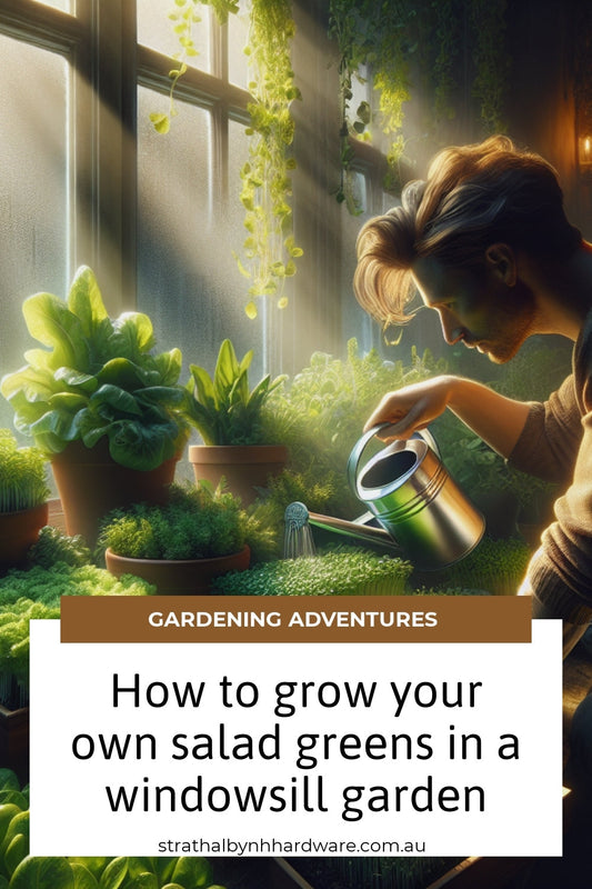 How to grow your own salad greens in a windowsill garden