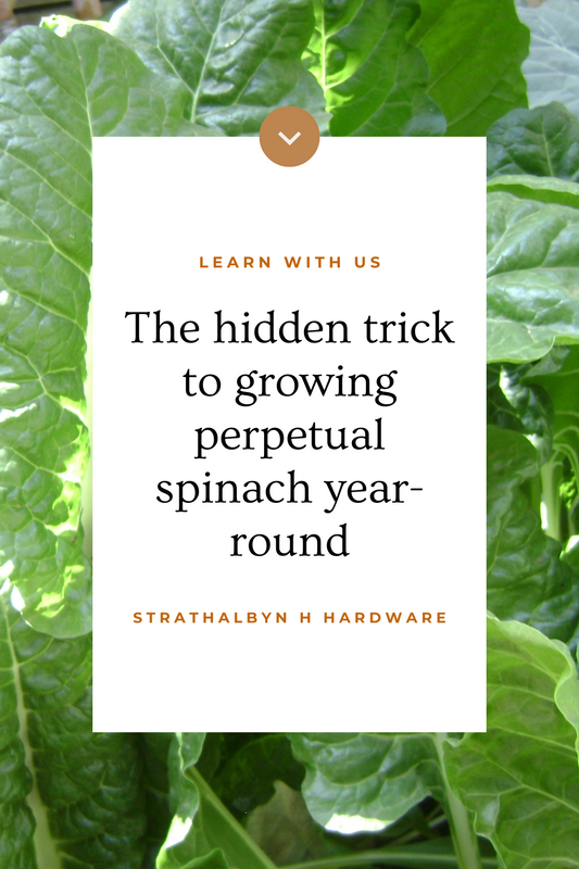 The hidden trick to growing perpetual spinach year-round