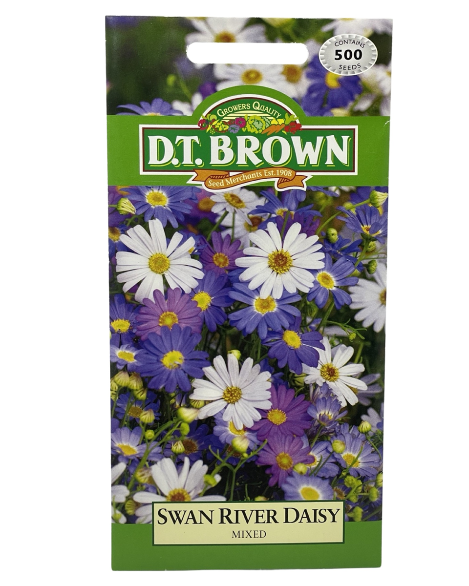 D.T Brown - Swan River Daisy - 500 seed pack view 2